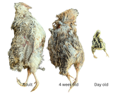Freeze Dried Whole Quail Dog and Cat Chews